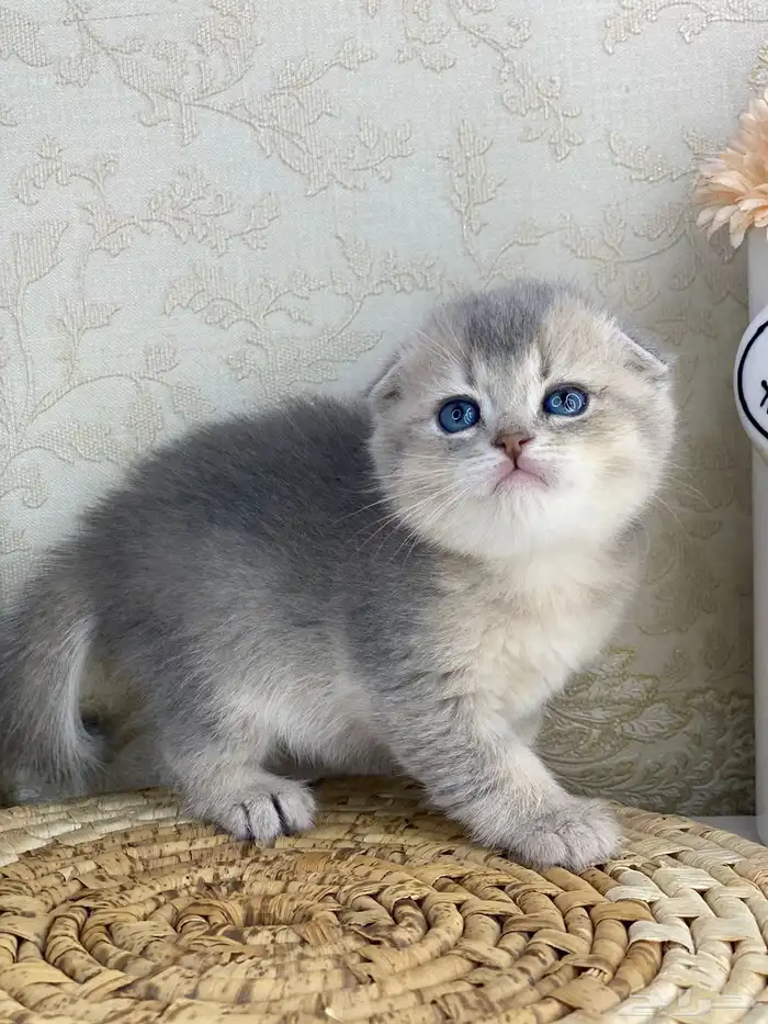 سكوتش فولد كيتنز سكوتش ستريت فولد قطط قط قطوه 7