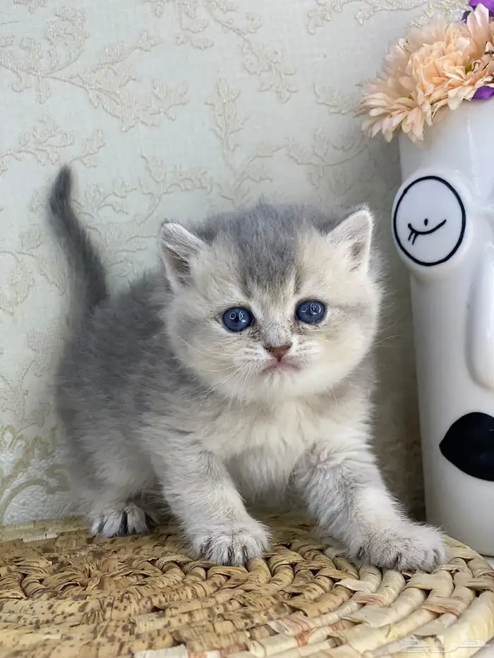 سكوتش فولد كيتنز سكوتش ستريت فولد قطط قط قطوه 19