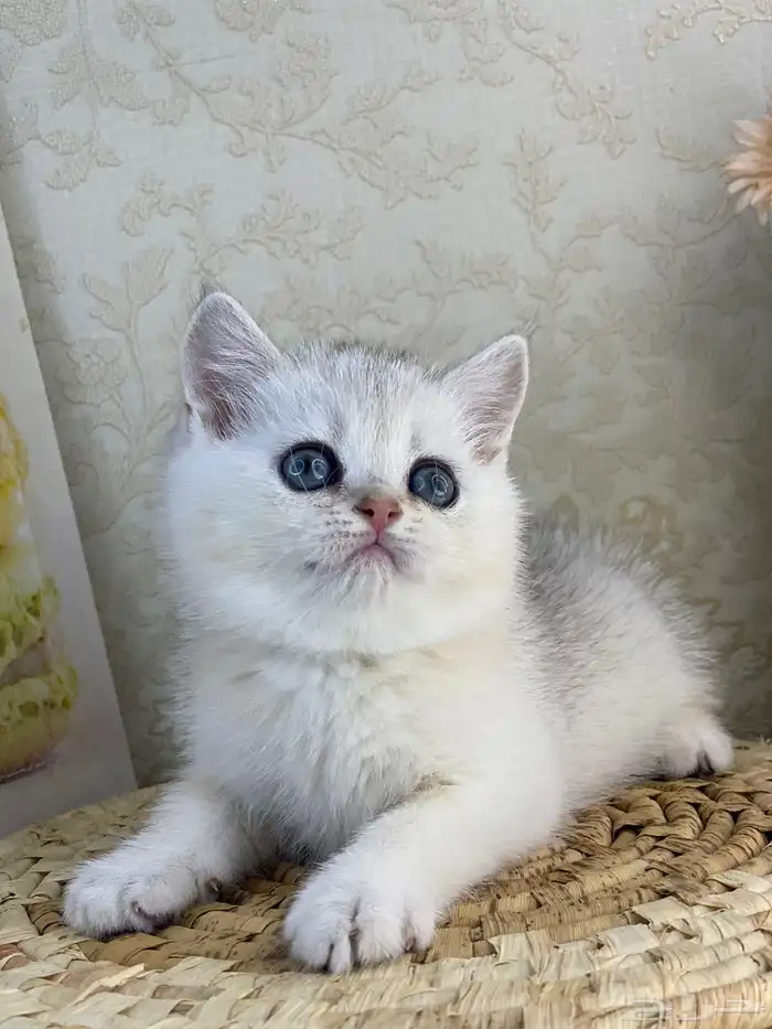 سكوتش فولد كيتنز سكوتش ستريت فولد قطط قط قطوه 13