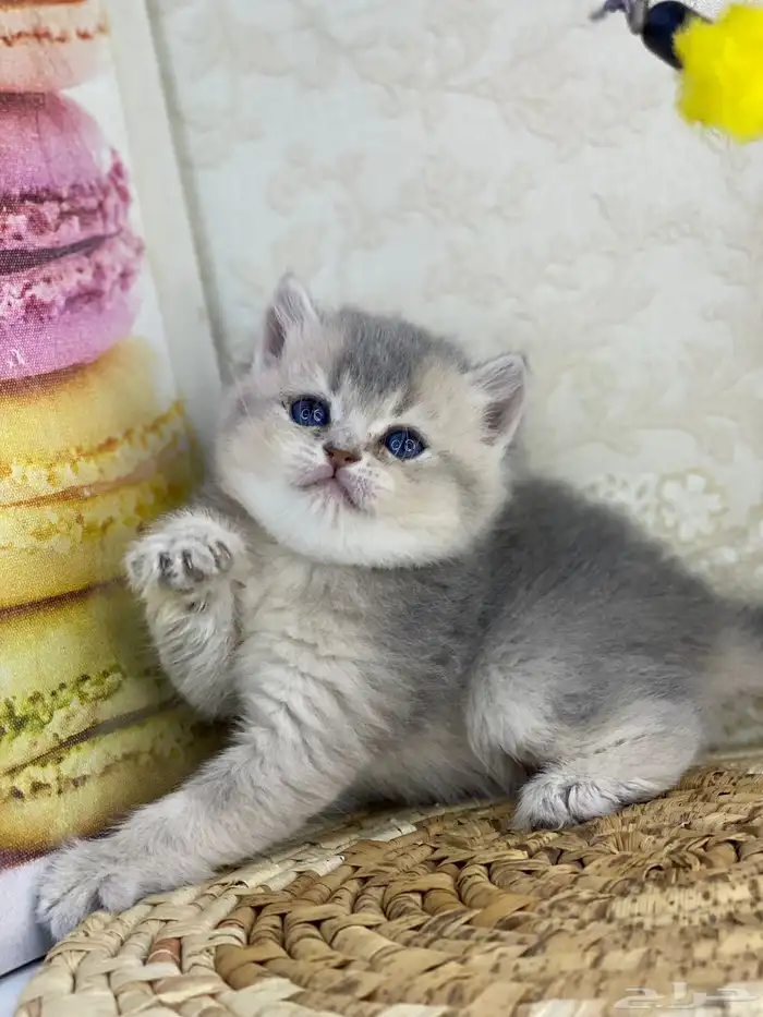 سكوتش فولد كيتنز سكوتش ستريت فولد قطط قط قطوه 16