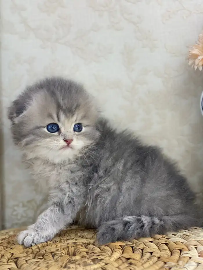 سكوتش فولد كيتنز سكوتش ستريت فولد قطط قط قطوه 2