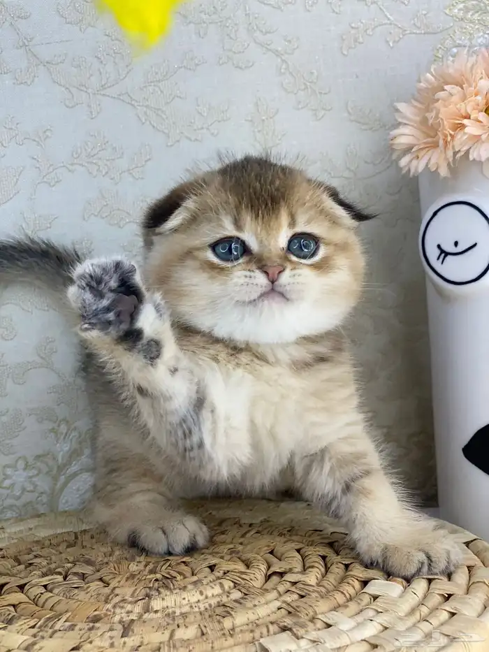 سكوتش فولد كيتنز سكوتش ستريت فولد قطط قط قطوه 4