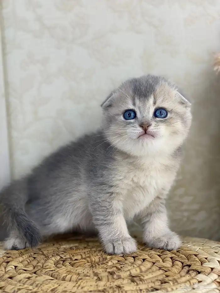 سكوتش فولد كيتنز سكوتش ستريت فولد قطط قط قطوه 8