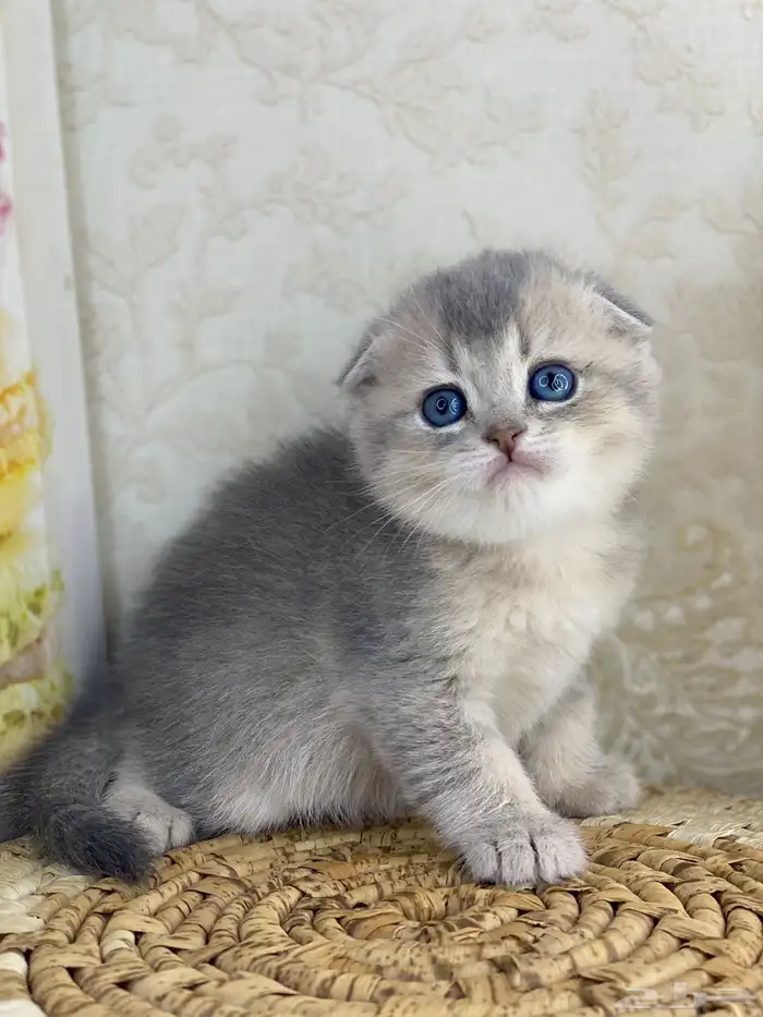 سكوتش فولد كيتنز سكوتش ستريت فولد قطط قط قطوه 9