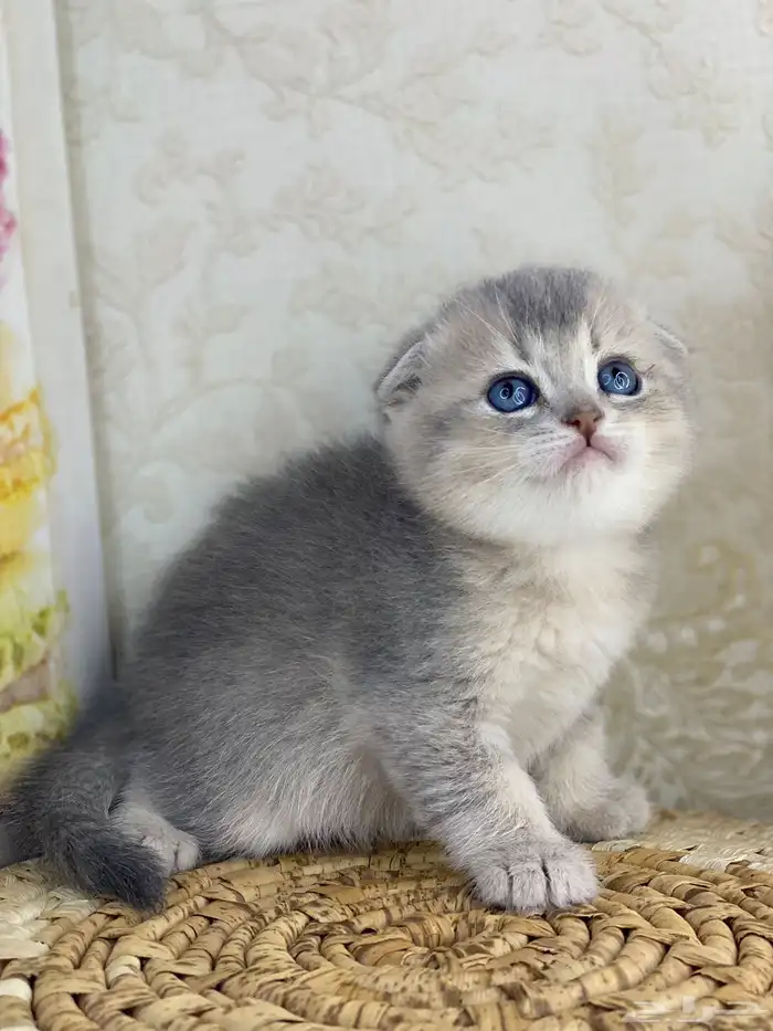 سكوتش فولد كيتنز سكوتش ستريت فولد قطط قط قطوه 10