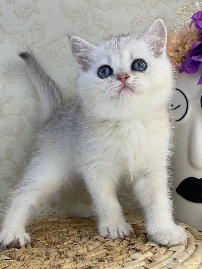 سكوتش فولد كيتنز سكوتش ستريت فولد قطط قط قطوه 15