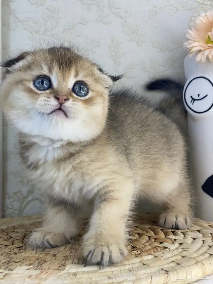 سكوتش فولد كيتنز سكوتش ستريت فولد قطط قط قطوه 3