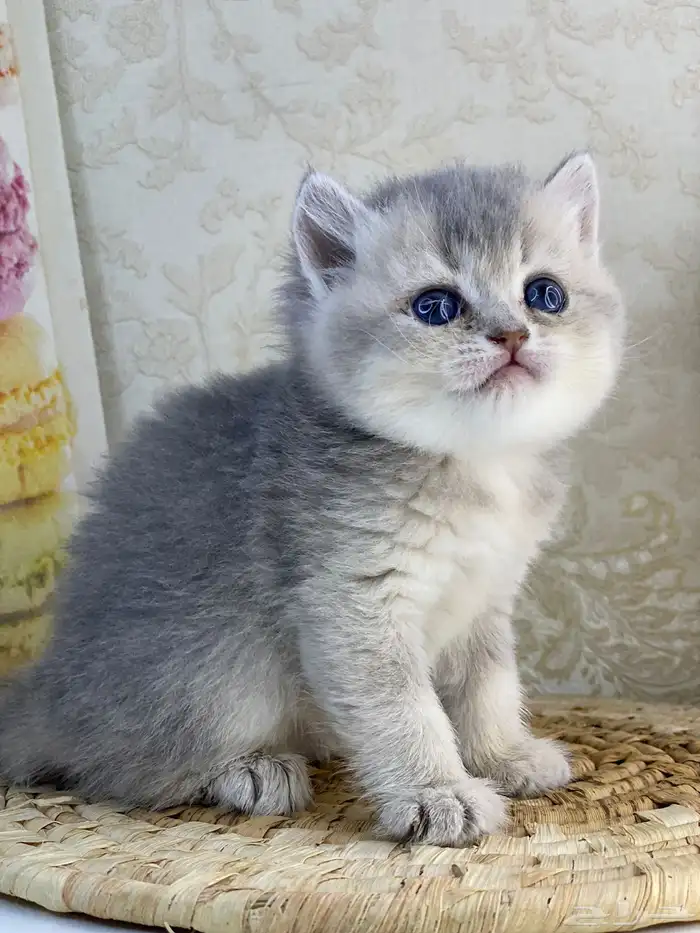 سكوتش فولد كيتنز سكوتش ستريت فولد قطط قط قطوه 18