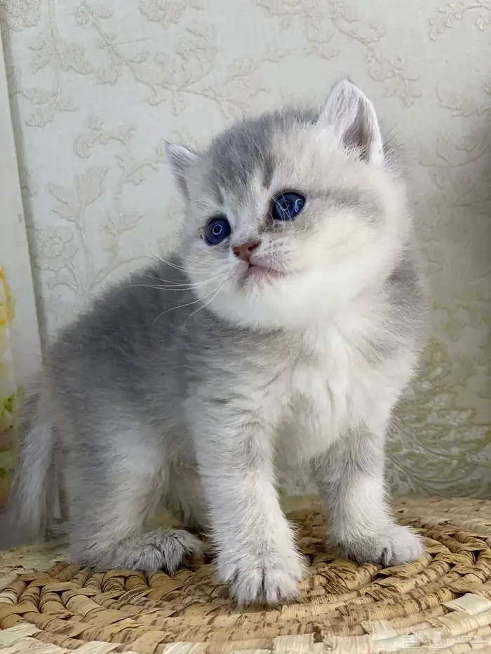 سكوتش فولد كيتنز سكوتش ستريت فولد قطط قط قطوه 17