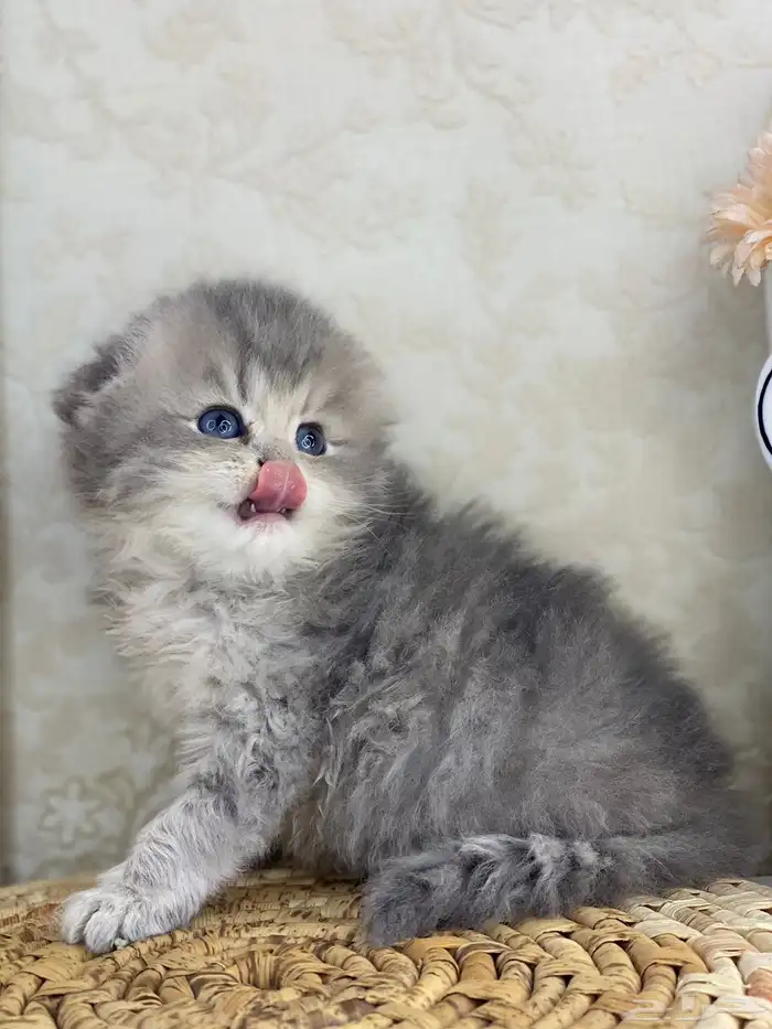 سكوتش فولد كيتنز سكوتش ستريت فولد قطط قط قطوه 1