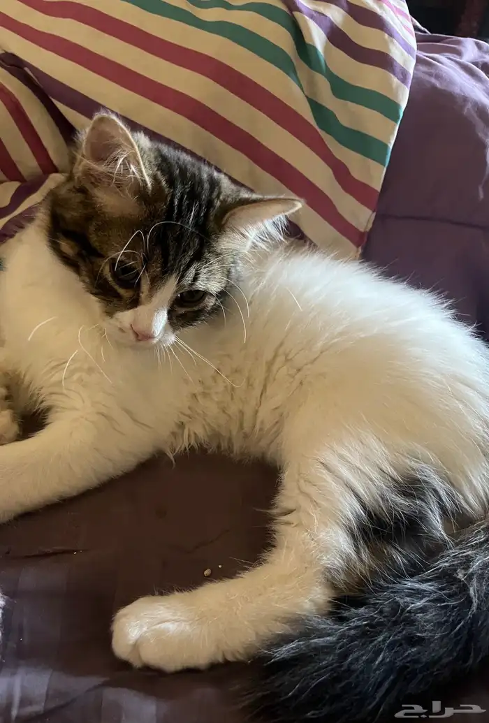 قط ذكر للتبني 6