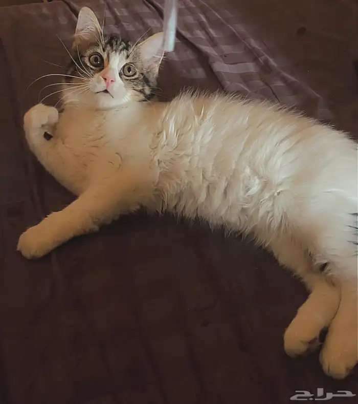 قط ذكر للتبني 2