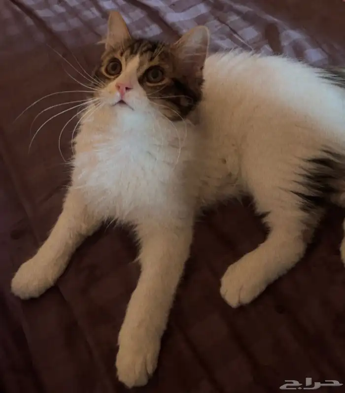 قط ذكر للتبني 0