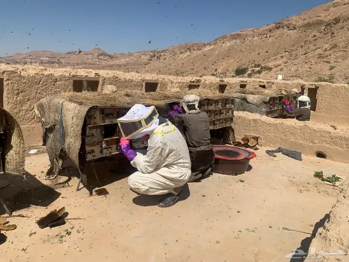 عسل سدر جرداني رقم 1 9