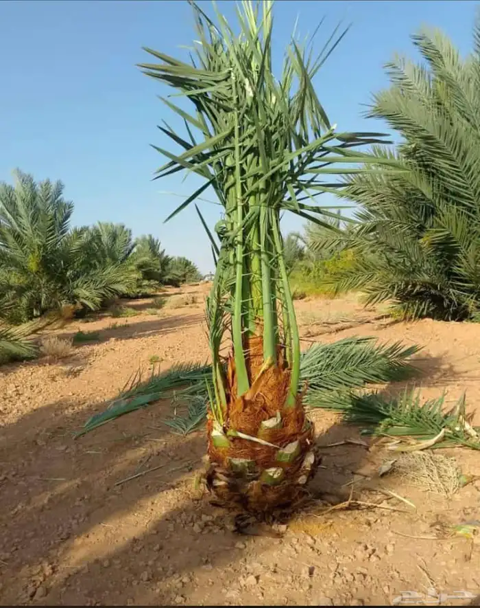 3 الف فسيله سكري3 الف فسيله مجدول 3 الف فسيله برحي 0