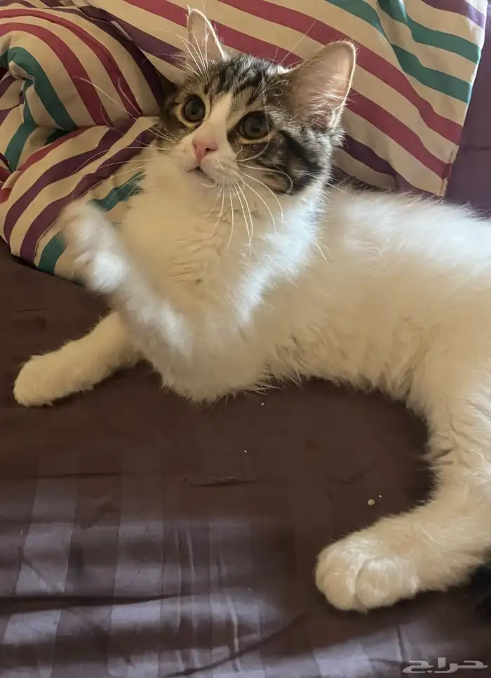 قط ذكر للتبني 5