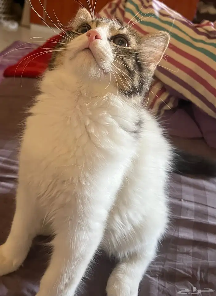 قط ذكر للتبني 3