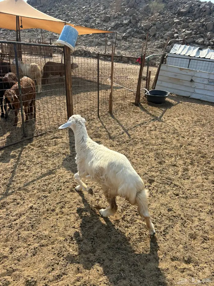 الشميسي طريق الخواجات 3