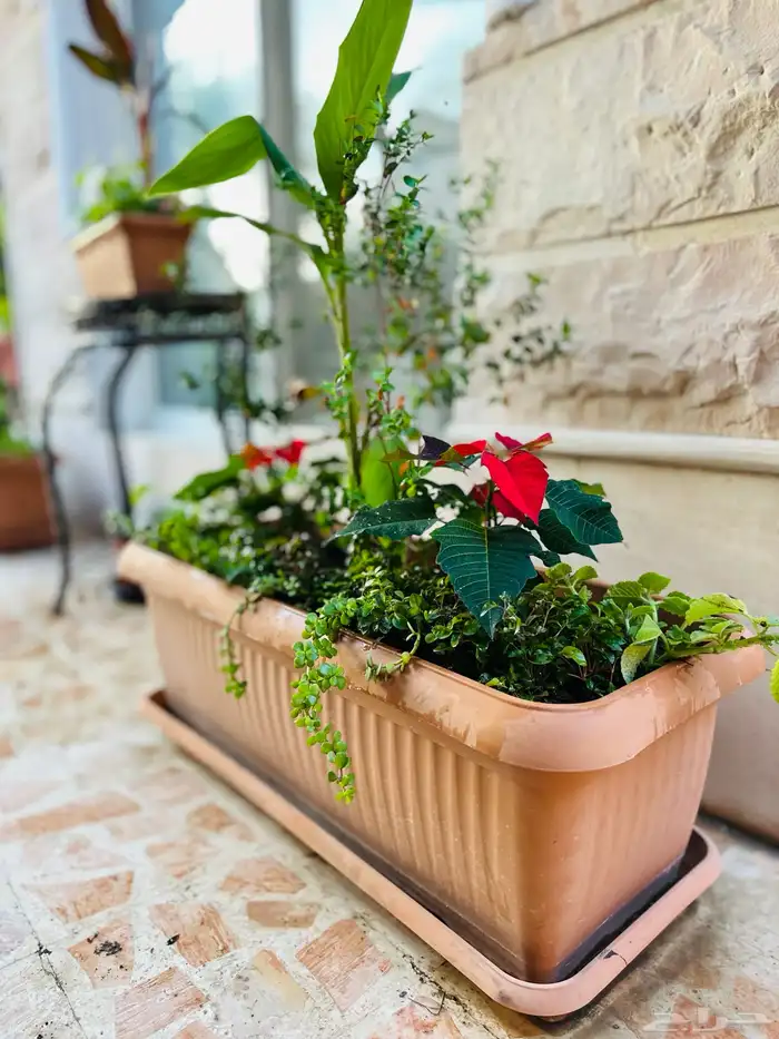 تنسيق الأحواض الزراعية 23