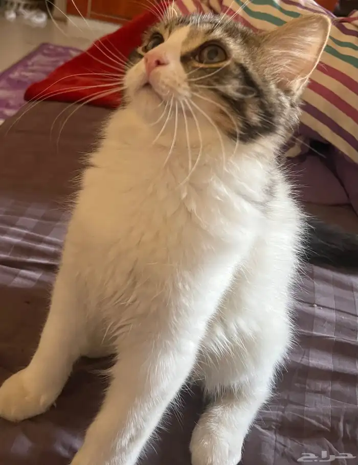 قط ذكر للتبني 4