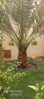 يوجد لدينا جميع انواع النخيل العربي وشنطني 6