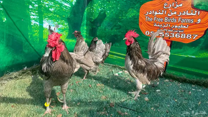 دجاج اسباني رصاصي 0