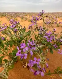 بذور خزامى مقشره جاهزه للانبات 0