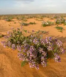 بذور خزامى مقشره جاهزه للانبات 1