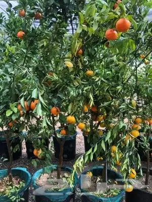 يوجد لدينا جميع انوع الاشجار المثماره ولنخيل والزيتوان 0