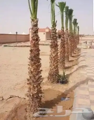 تركيب شبوك المزارع والاستراحات وزراعة النخيل بأنواعه 8