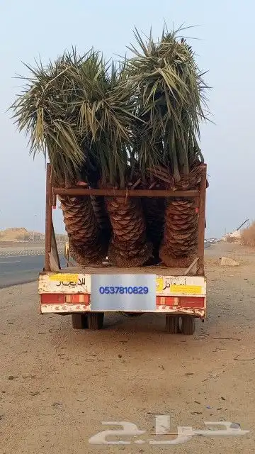 نخل للبيع من القصيم عربي واشنطونيا 6