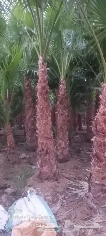 يوجد لدينا جميع انواع النخيل العربي وشنطني 9