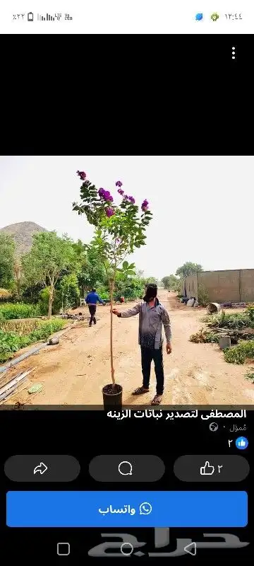 يوجد لدينا جميع انوع الاشجار المثماره ولنخيل والزيتوان 3