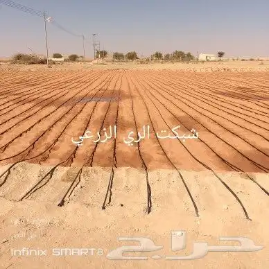 يوجد لدينا جميع انواع النخيل العربي وشنطني 4