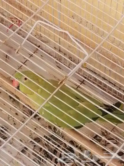 تم البيع 0
