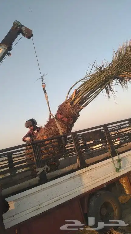 نخل خلاص للبيع 2