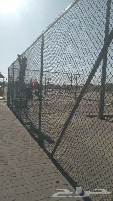 نخل خلاص للبيع 4