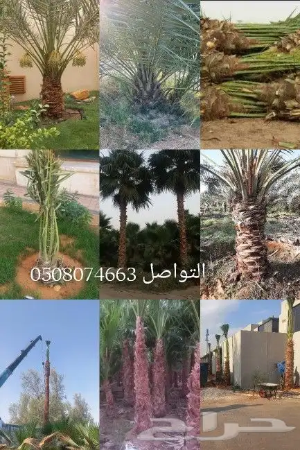 يوجد لدينا جميع انواع النخيل العربي وشنطني 5