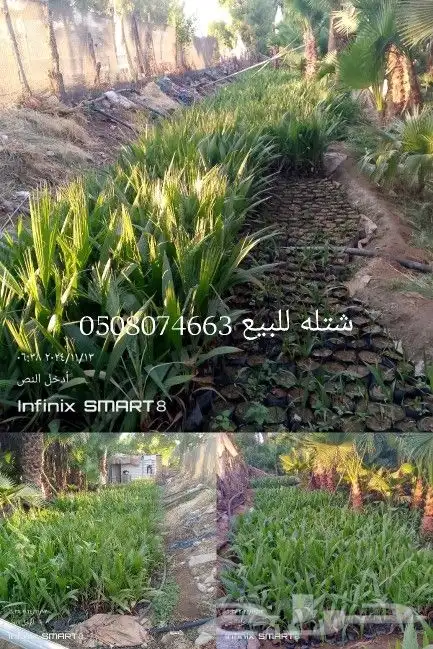 يوجد لدينا جميع انواع النخيل العربي وشنطني 0