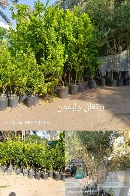 يوجد لدينا جميع انواع النخيل العربي وشنطني 3
