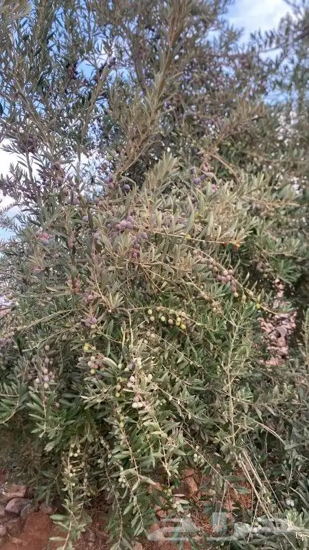 اول عصرة زيت زيتون الجوف 4