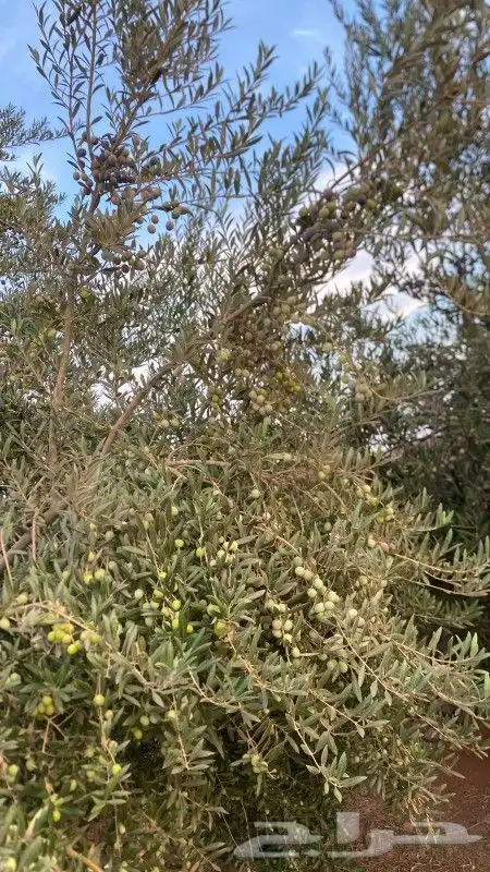 اول عصرة زيت زيتون الجوف 3