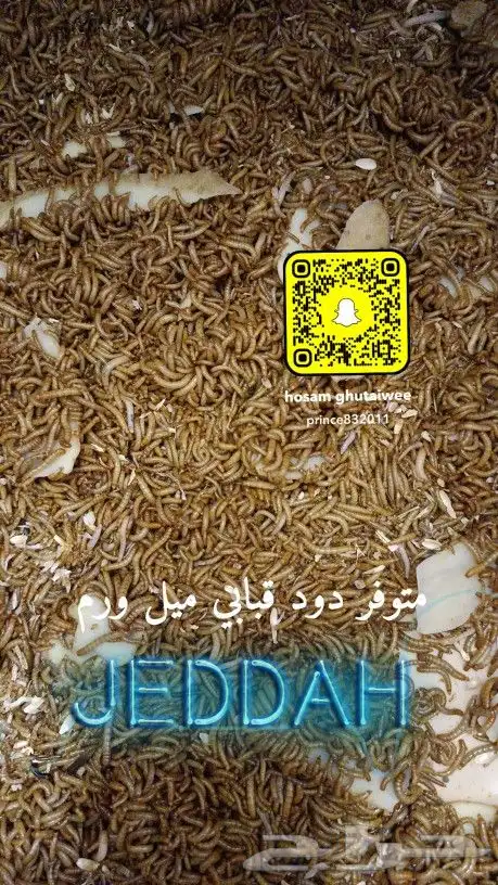 عرض خاص حتى نفاذ الكمية دود قبابي 0