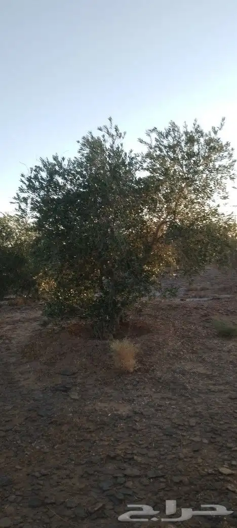 زيتون نيبالي بمقاسات مختلفه 9