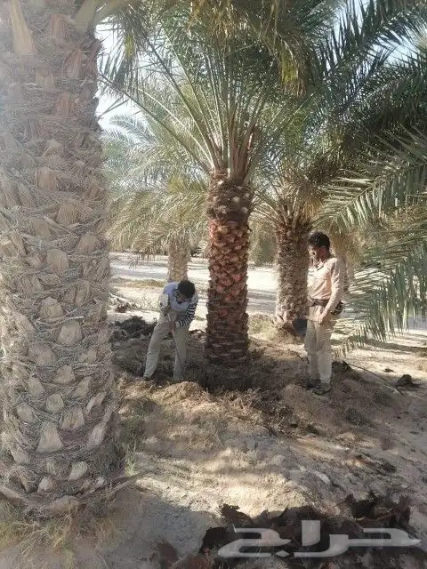 نخل خلاص للبيع 0