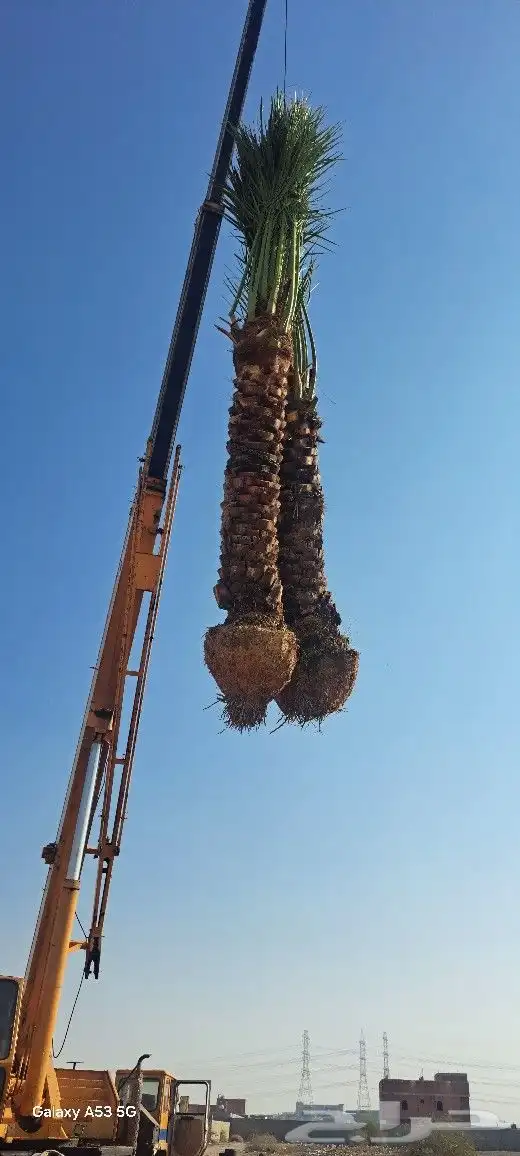 نخل للبيع من القصيم عربي واشنطونيا 4