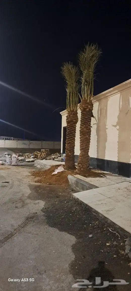 نخل للبيع من القصيم عربي واشنطونيا 2