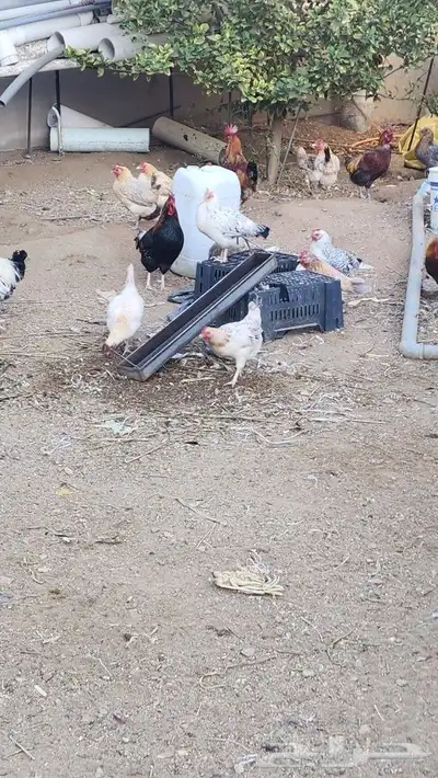 دجاج بلدي 0