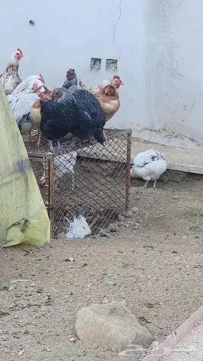دجاج بلدي 1