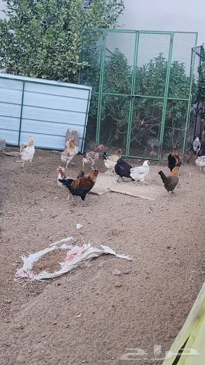 دجاج بلدي 3